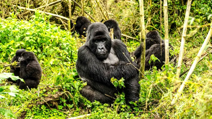 Gorillas in Rwanda