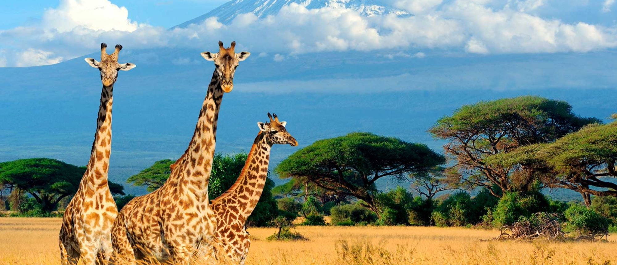 Africa Jobs | Rishworth Aviation | Giraffes grazing with trees and mountains in background